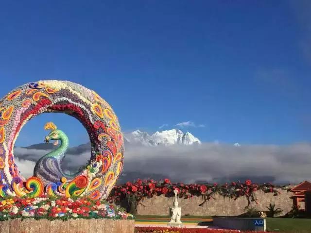 麗江雪山玫瑰莊園