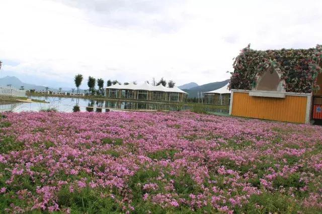 麗江雪山玫瑰莊園