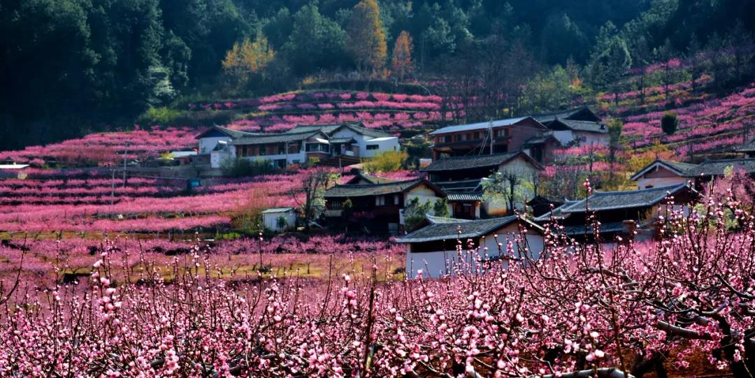 畫(huà)面如詩(shī)如畫(huà)！石鼓鎮(zhèn)檢木科200多畝連片雪桃花競(jìng)相開(kāi)放