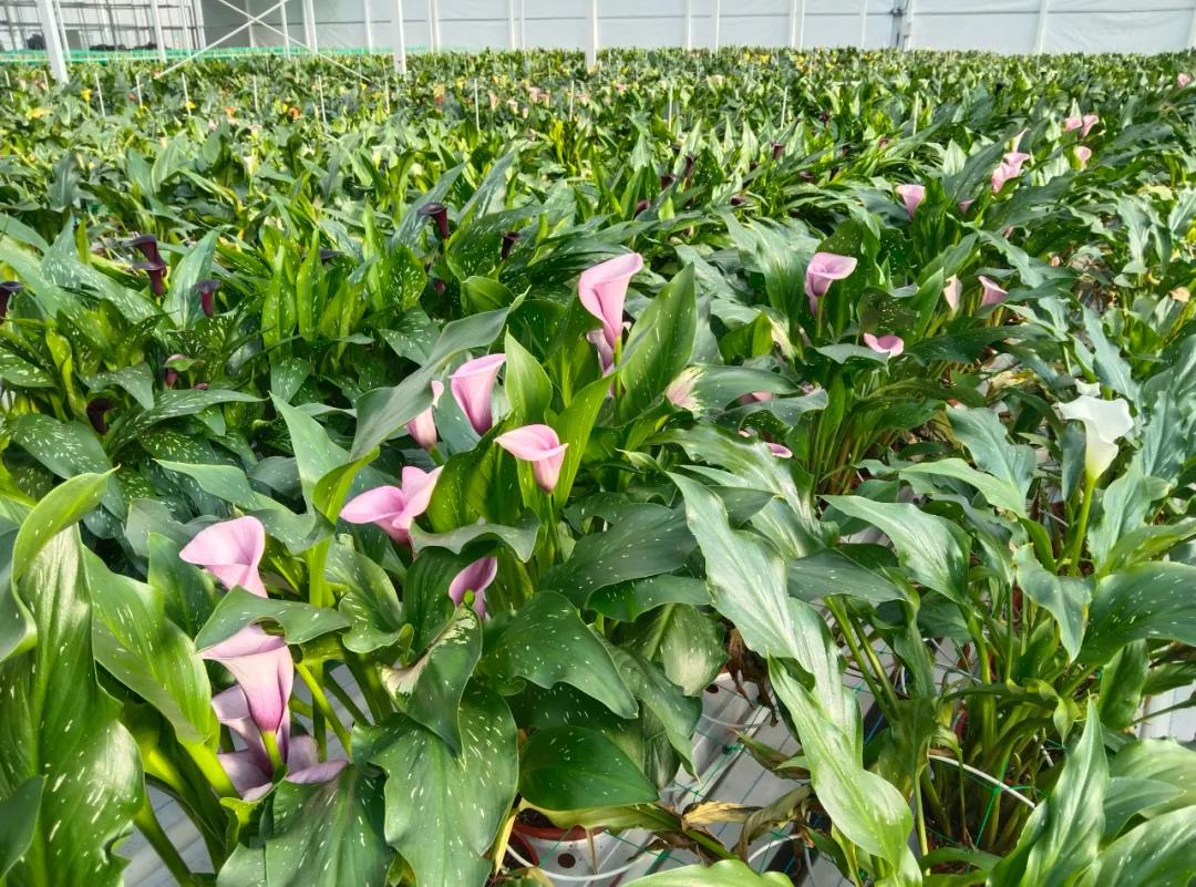 “金字招牌”再添“綠色名片” 麗江此處的“花花世界”承載著一個(gè)個(gè)藍(lán)圖