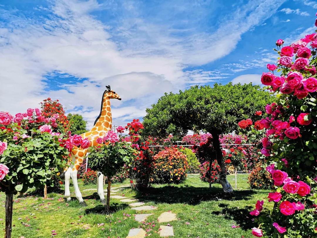 周末去哪兒？麗江這里花開成海，把園區(qū)打造成湖濱公園景區(qū)快來打卡！