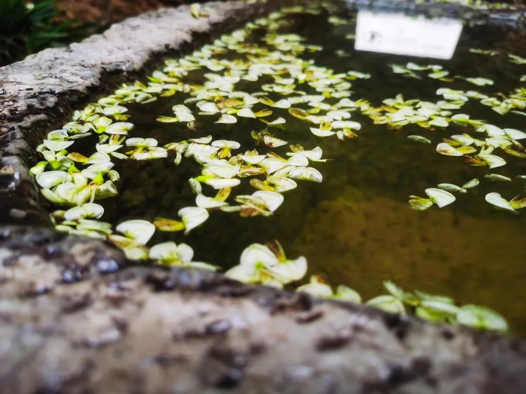 門前老槐又開花，七月來麗江古城這座百年老宅賞花聽雨