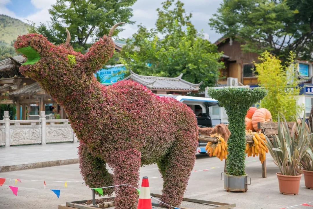 麗江古城菊花展