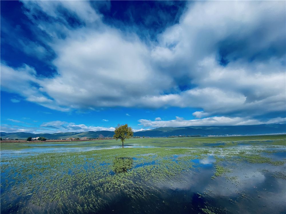 麗江拉市海