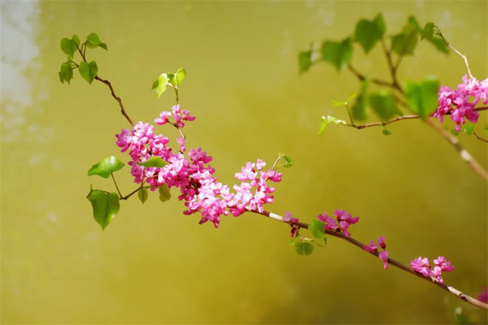 我在麗江的冬天，想念四季在公園閑逛的模樣